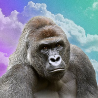 Harambe on Solana